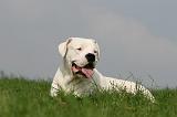DOGUE ARGENTIN 409